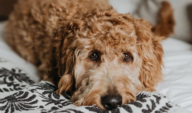 a dog lying on a bed looking